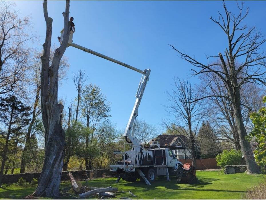 Images Phil's Tree Service Seacoast