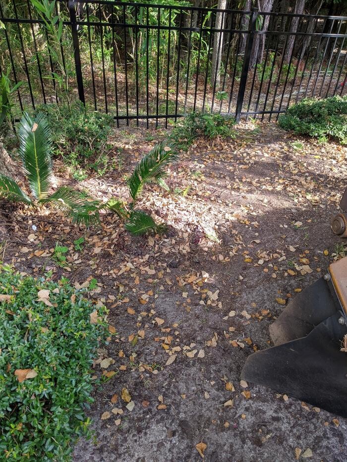 Images Southern Crab Stump Grinding