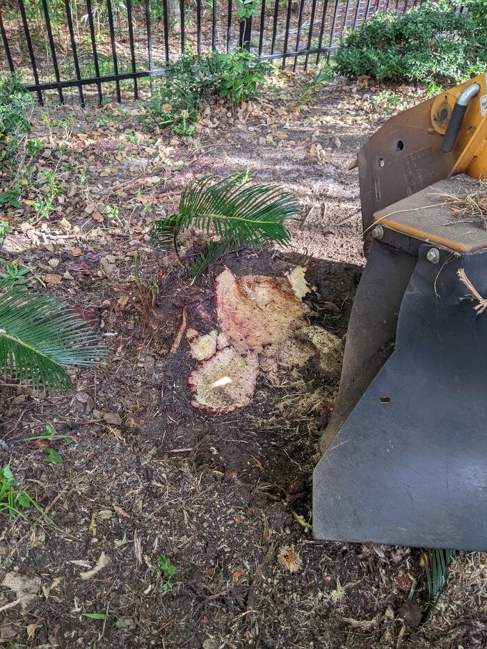Images Southern Crab Stump Grinding