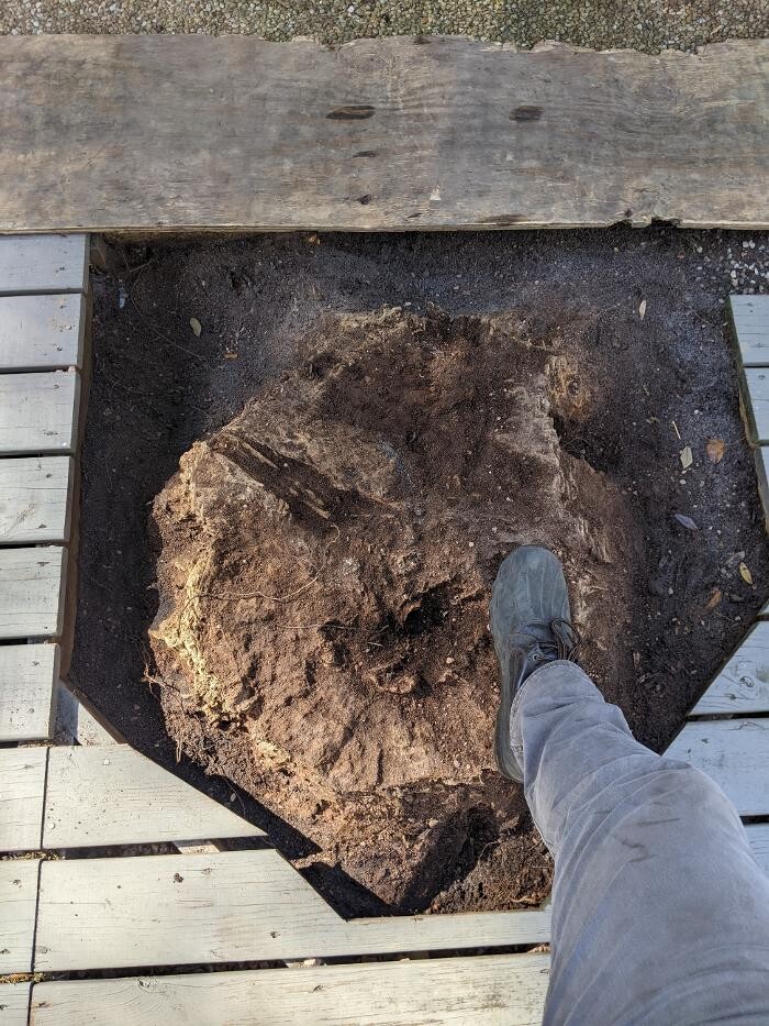 Images Southern Crab Stump Grinding