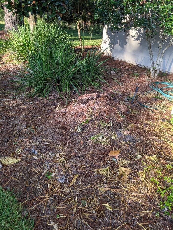 Images Southern Crab Stump Grinding