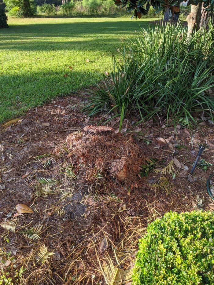 Images Southern Crab Stump Grinding