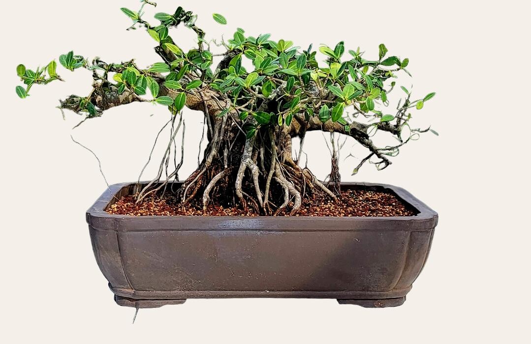 Images My O My Bonsai