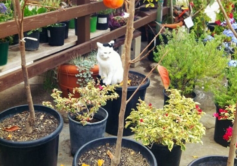 Images Anawalt Malibu Hardware & Supply