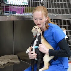 Images Westown Veterinary Clinic