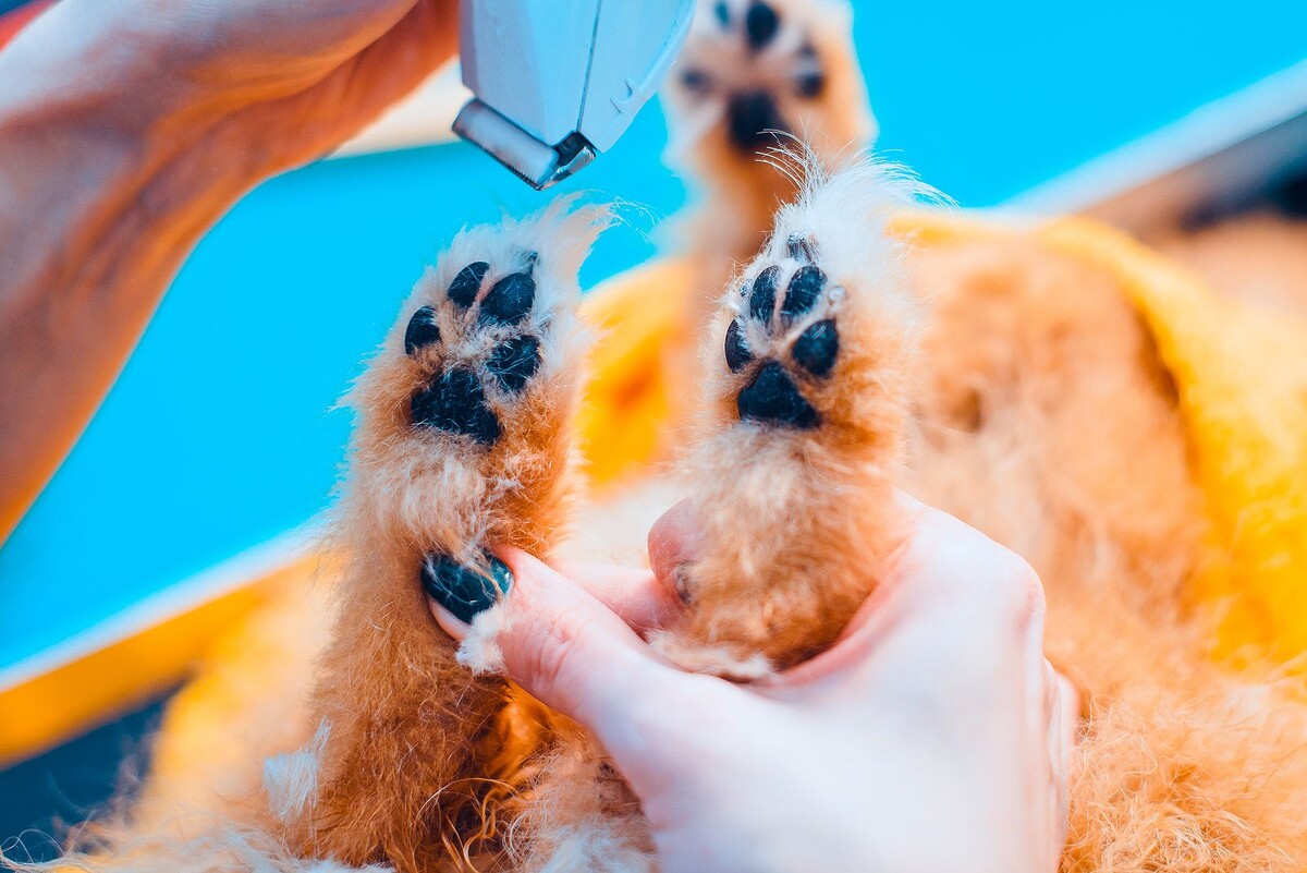 Images Sun City Grooming