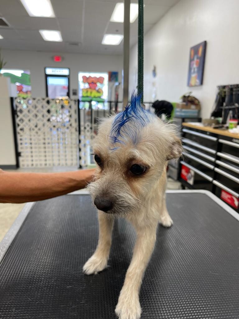 Images Sun City Grooming