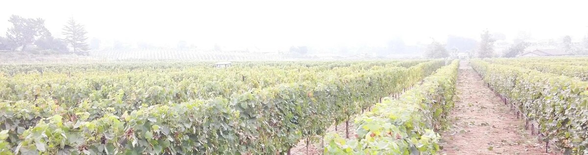 Images Monserate Winery