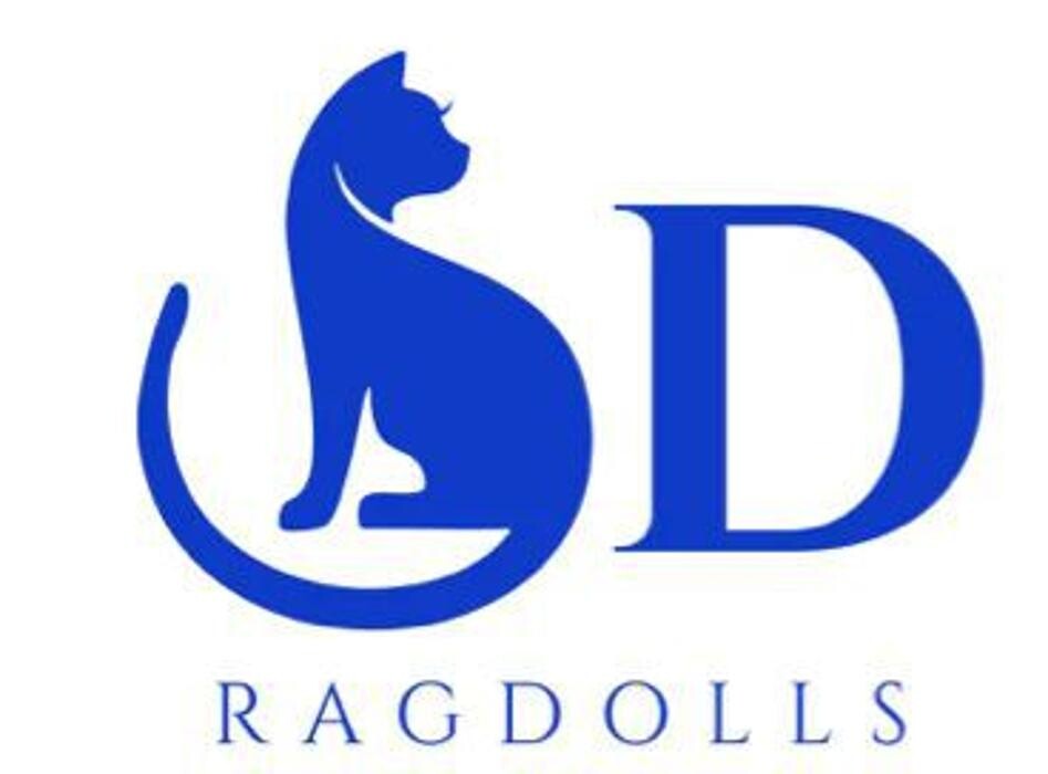 Images SD Ragdolls