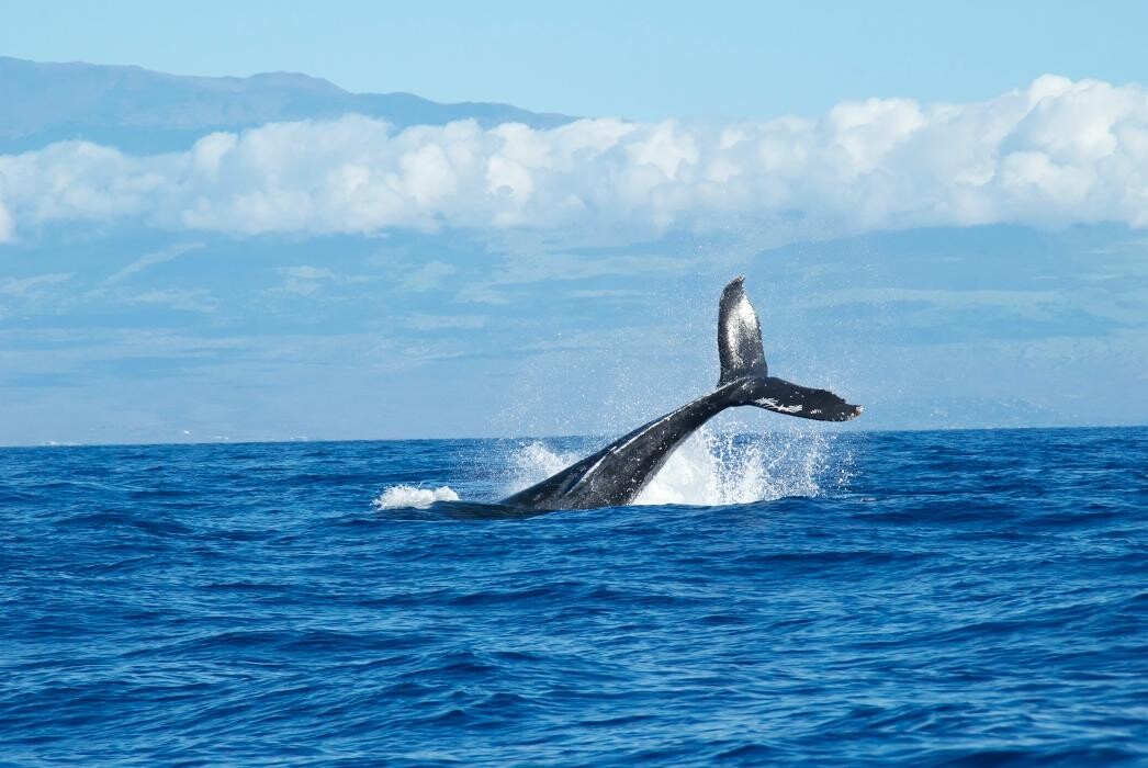 Images iTrip Maui
