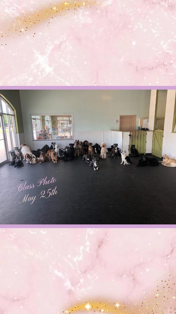 Images All Paws Inn Pet Resort and Daycare