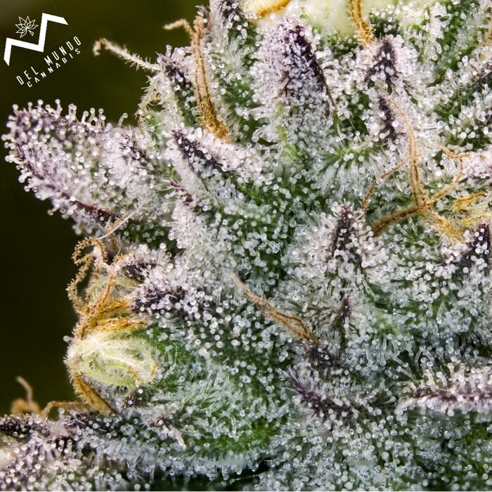 Images Del Mundo Weed Dispensary
