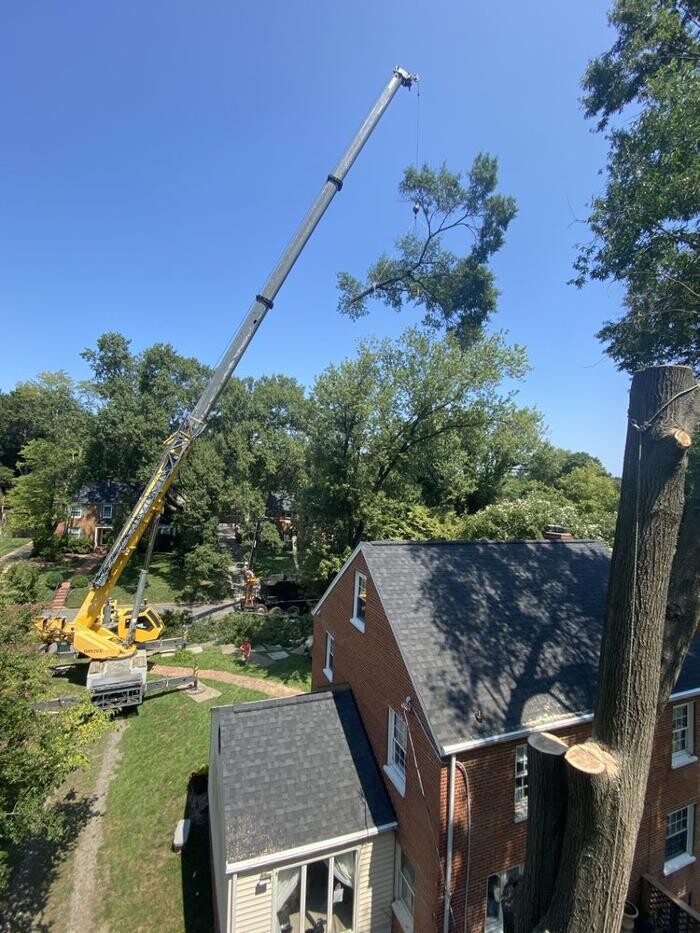 Images McCormick Tree Care