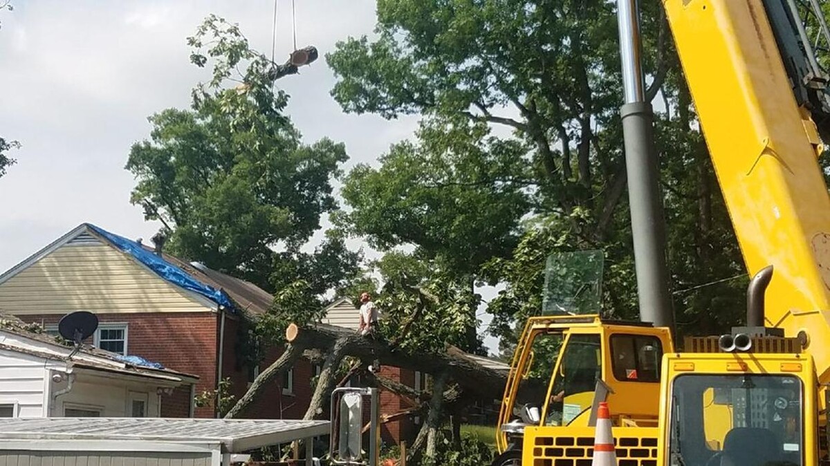 Images McCormick Tree Care