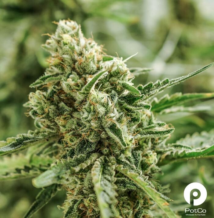 Images PotCo Rec & Medical Dispensary