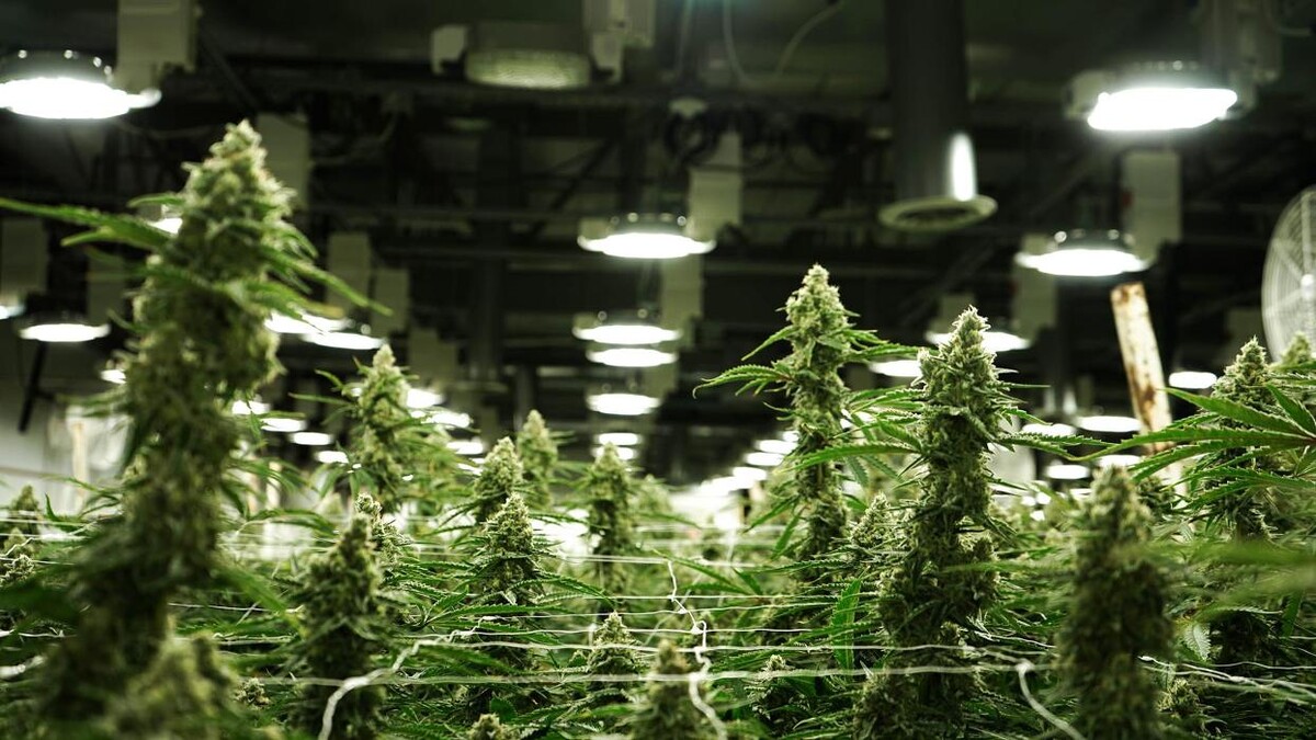 Images PotCo Rec & Medical Dispensary