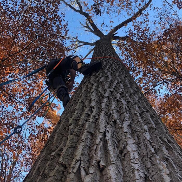 Images Tanzola Tree Service