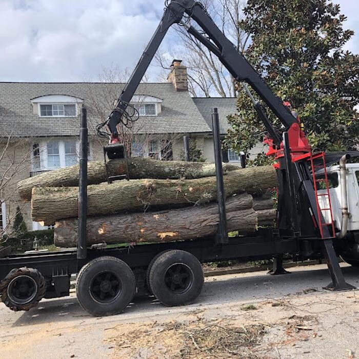 Images Tanzola Tree Service