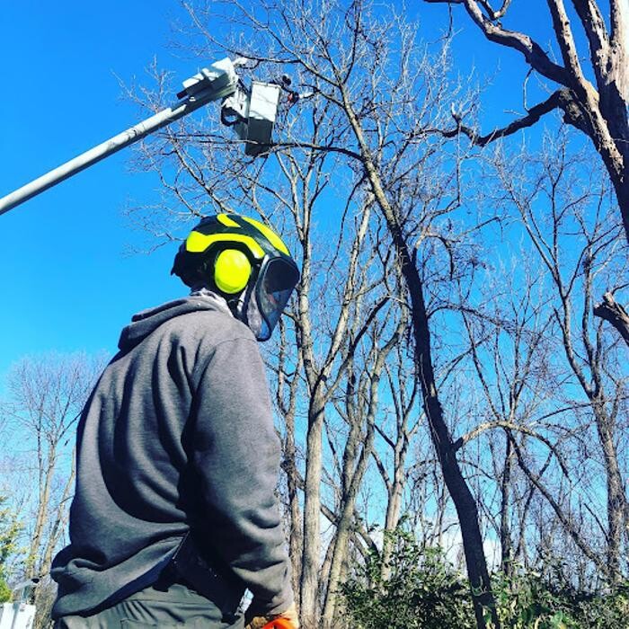 Images Tanzola Tree Service
