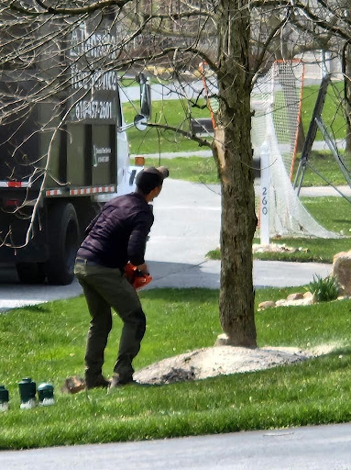 Images Tanzola Tree Service