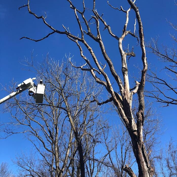 Images Tanzola Tree Service