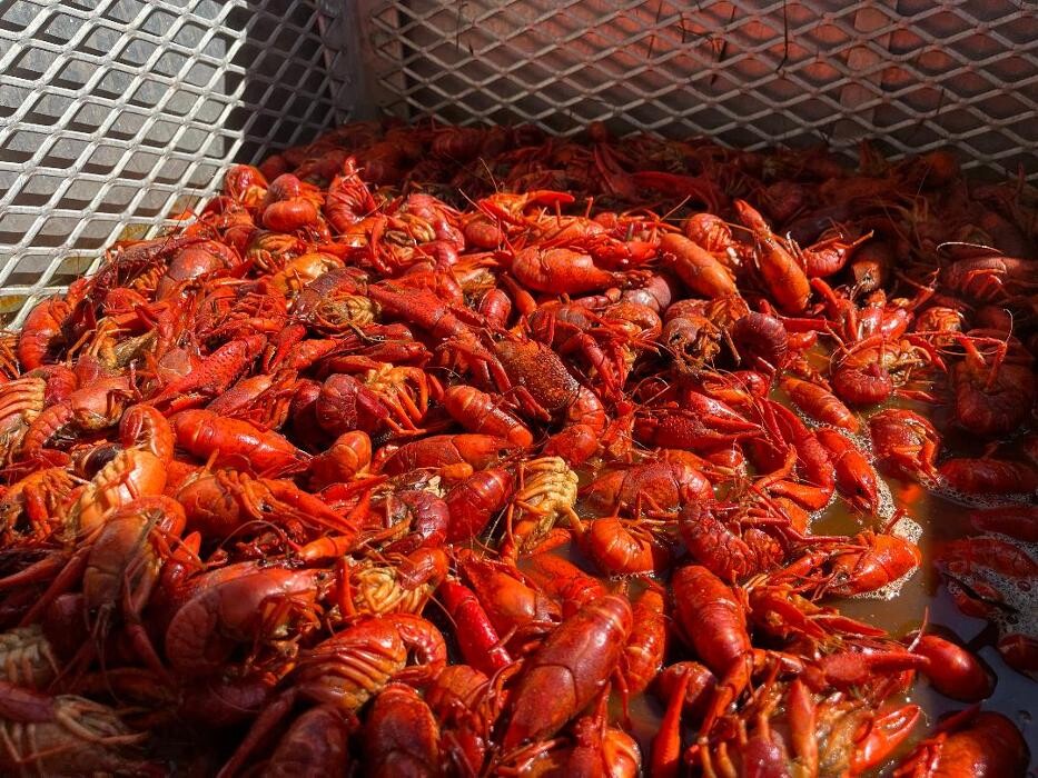 Images Heads or Tails Cajun Crawfish