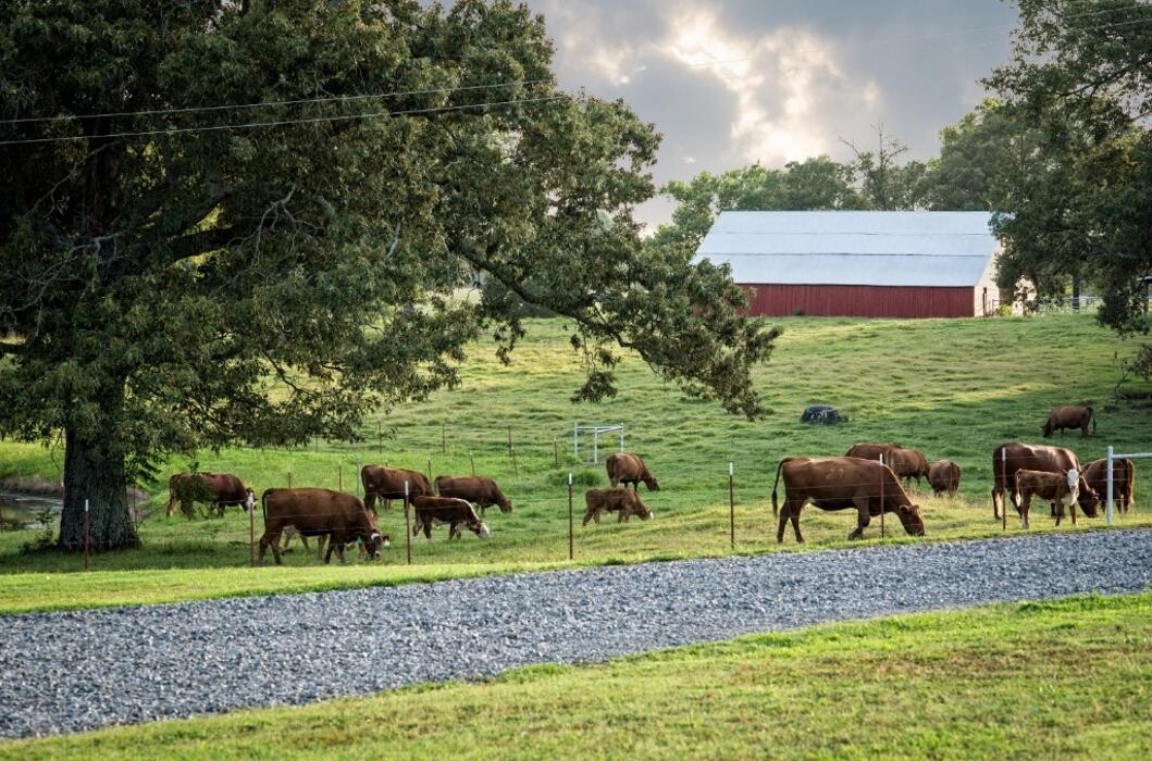 Images Morrilton Veterinary Clinic