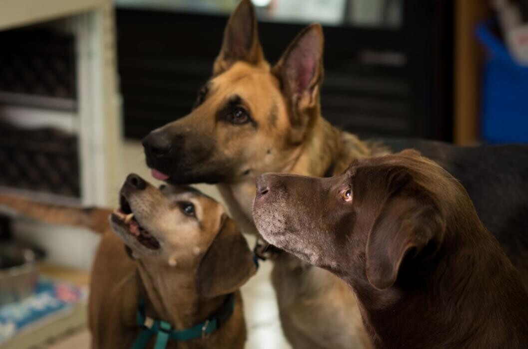 Images Morrilton Veterinary Clinic