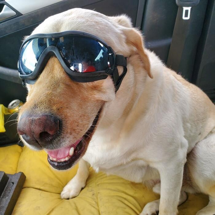 Images Community Animal Hospital