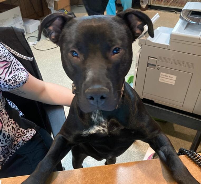 Images Community Animal Hospital