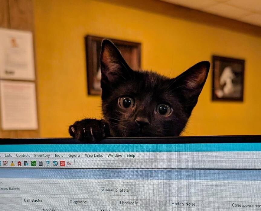 Images Community Animal Hospital