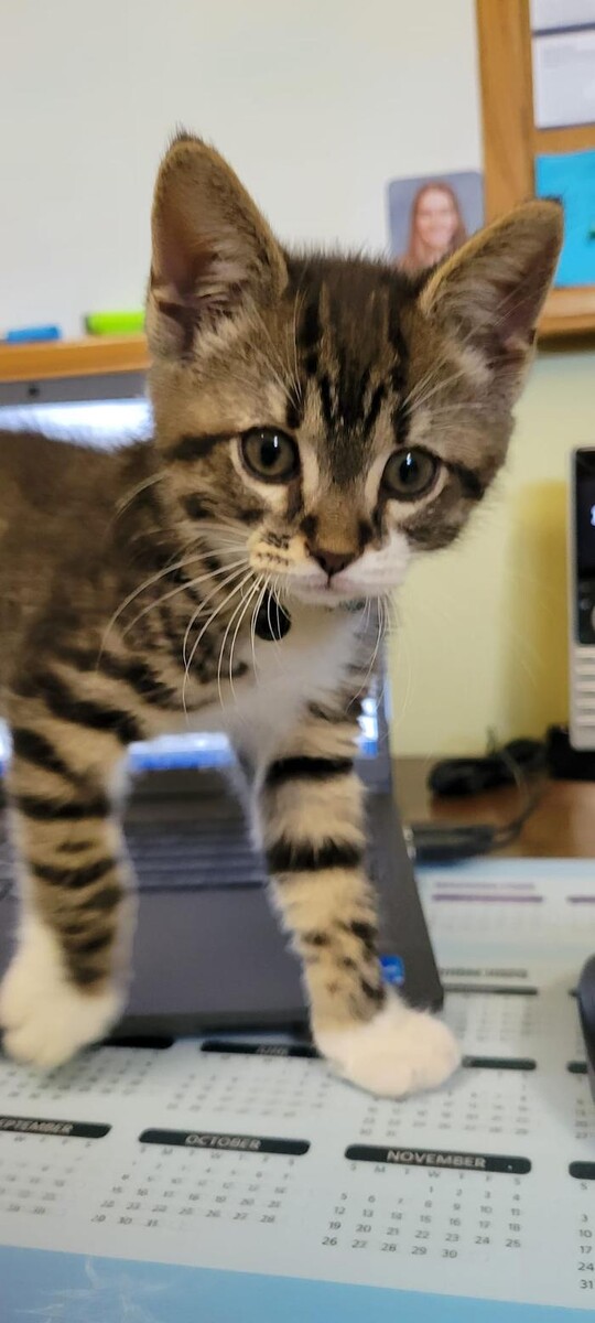 Images Community Animal Hospital