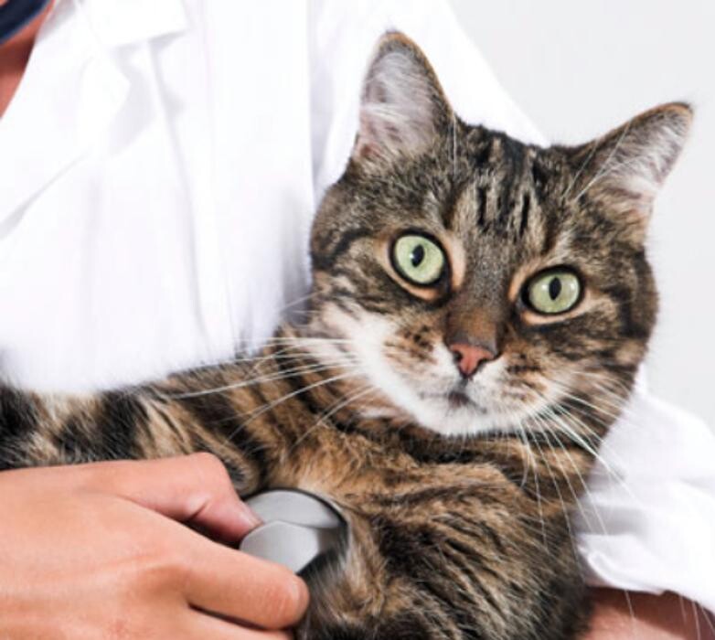 Images Community Animal Hospital