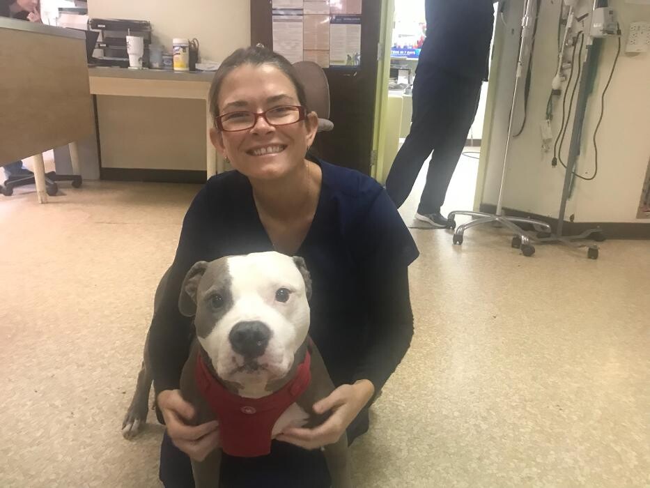 Images Community Animal Hospital