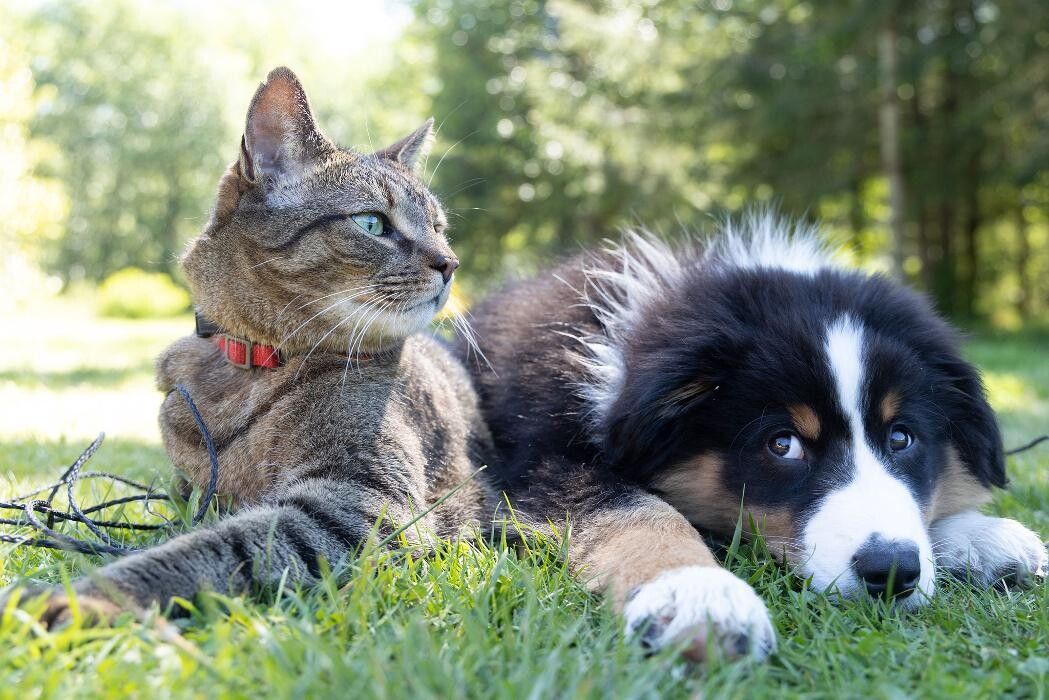 Images Community Animal Hospital