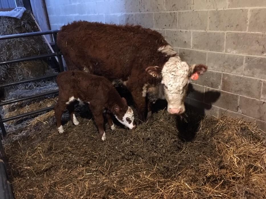 Images Copeland Insurance Agency, Inc.