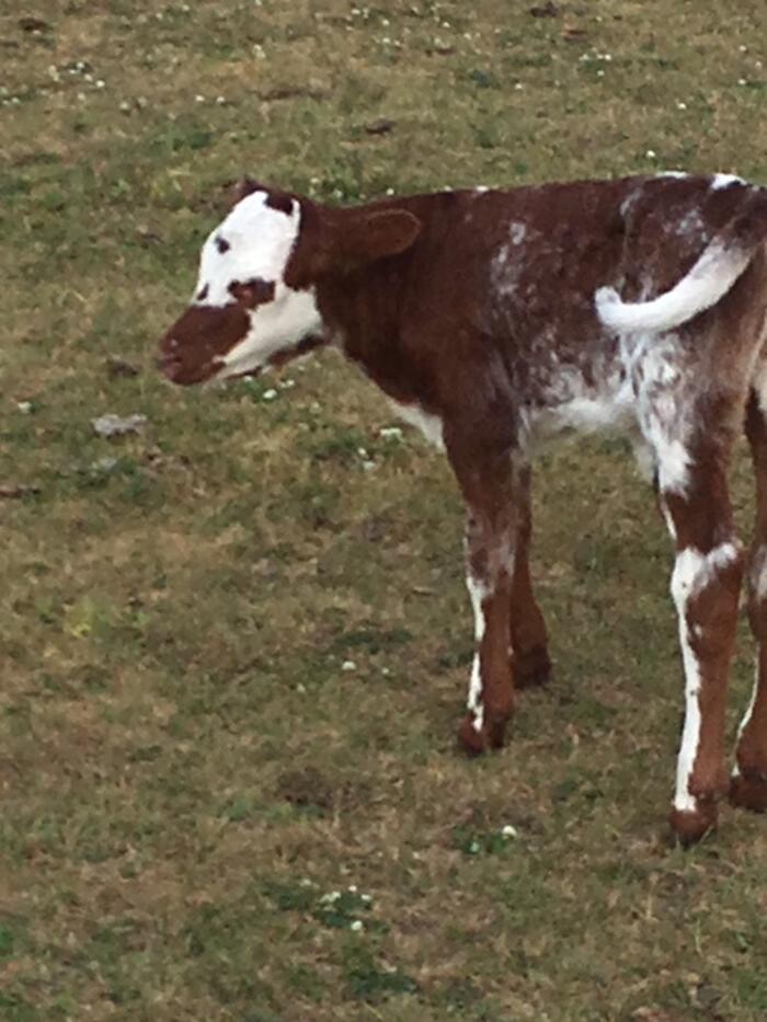 Images Copeland Insurance Agency, Inc.