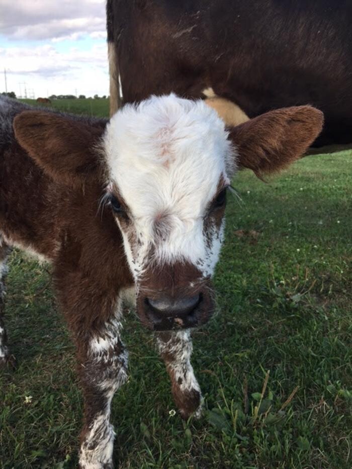 Images Copeland Insurance Agency, Inc.