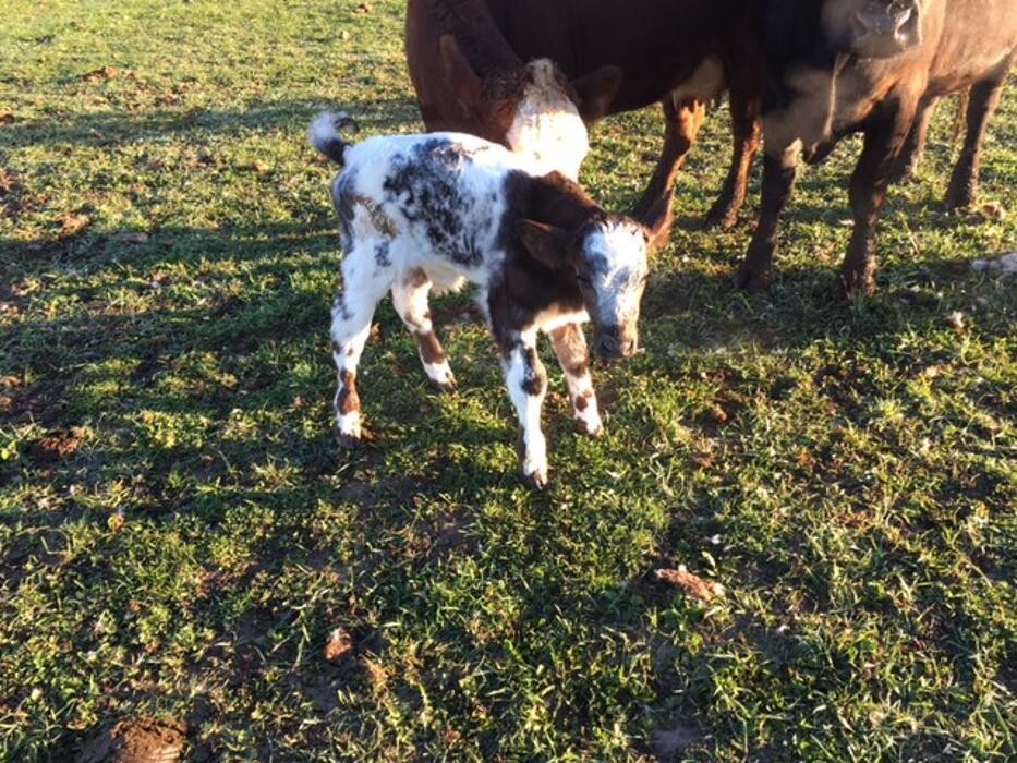 Images Copeland Insurance Agency, Inc.