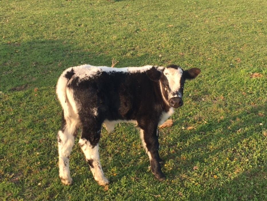 Images Copeland Insurance Agency, Inc.