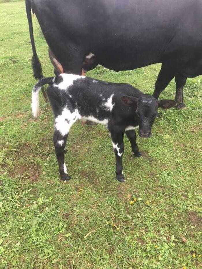 Images Copeland Insurance Agency, Inc.