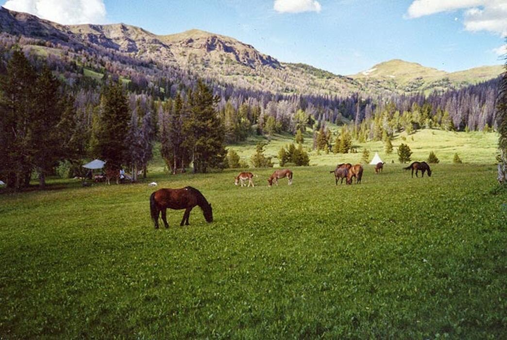 Images Wyoming Summer Pack Trips