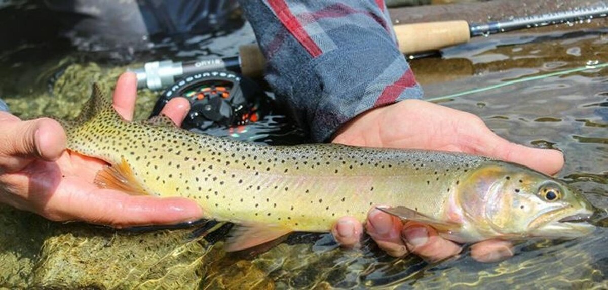 Images Wyoming Summer Pack Trips