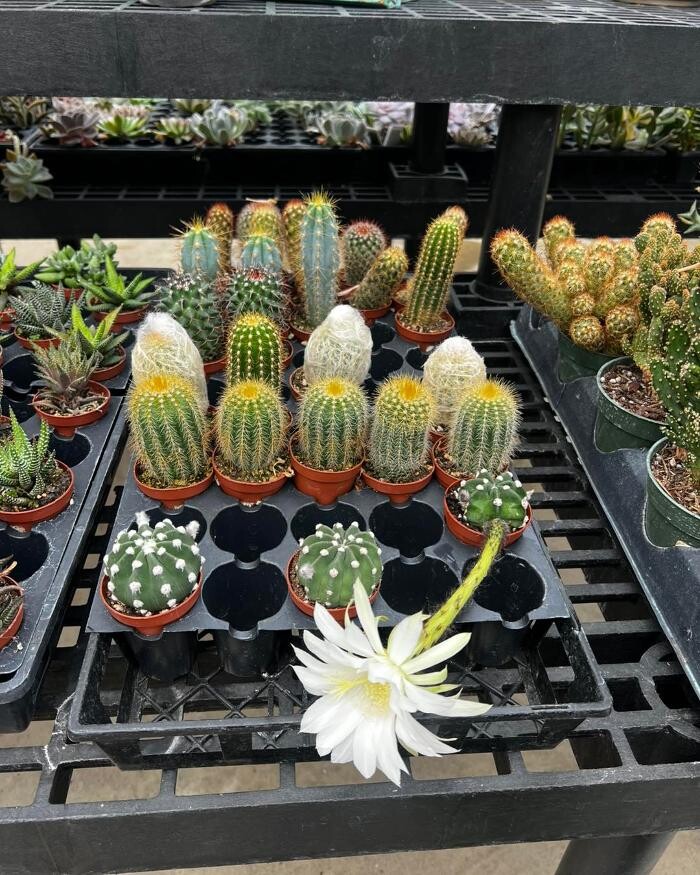 Images Otto's Oasis