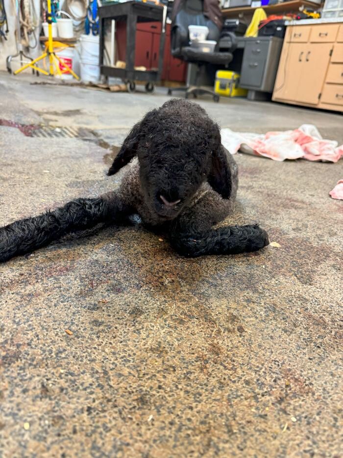 Images Bear Creek Animal Hospital