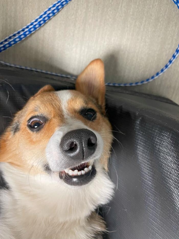 Images Bear Creek Animal Hospital