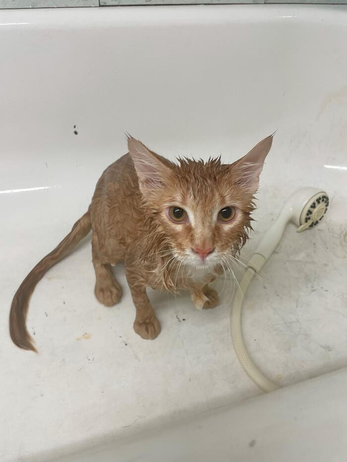 Images Bear Creek Animal Hospital