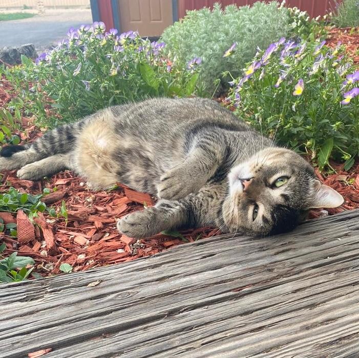 Images Bear Creek Animal Hospital