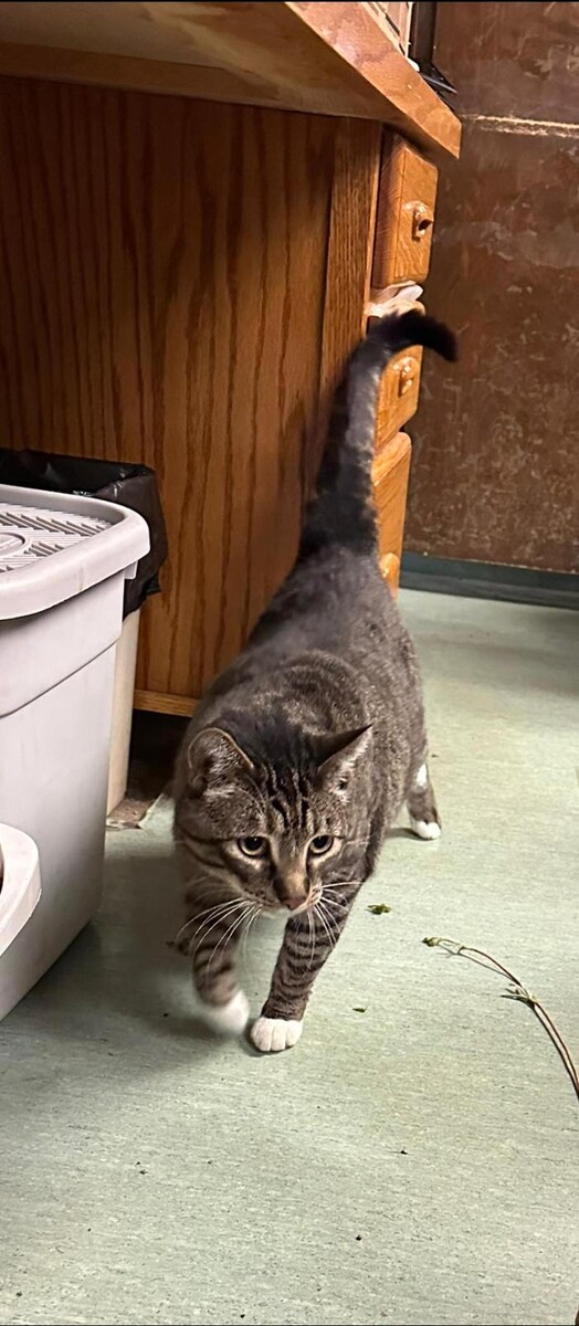 Images Bear Creek Animal Hospital