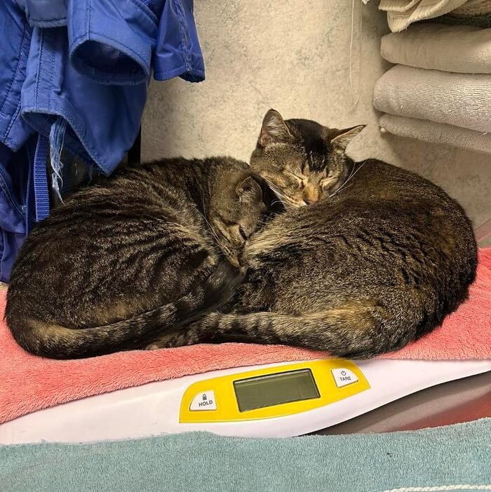 Images Bear Creek Animal Hospital